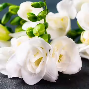 小蒼蘭×水溶性薰香精油×10ml