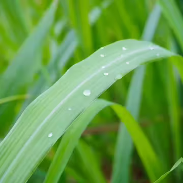 香茅×水溶性薰香精油×10ml